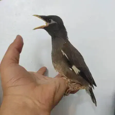 مرغ مینا|پرنده|کیش, |دیوار