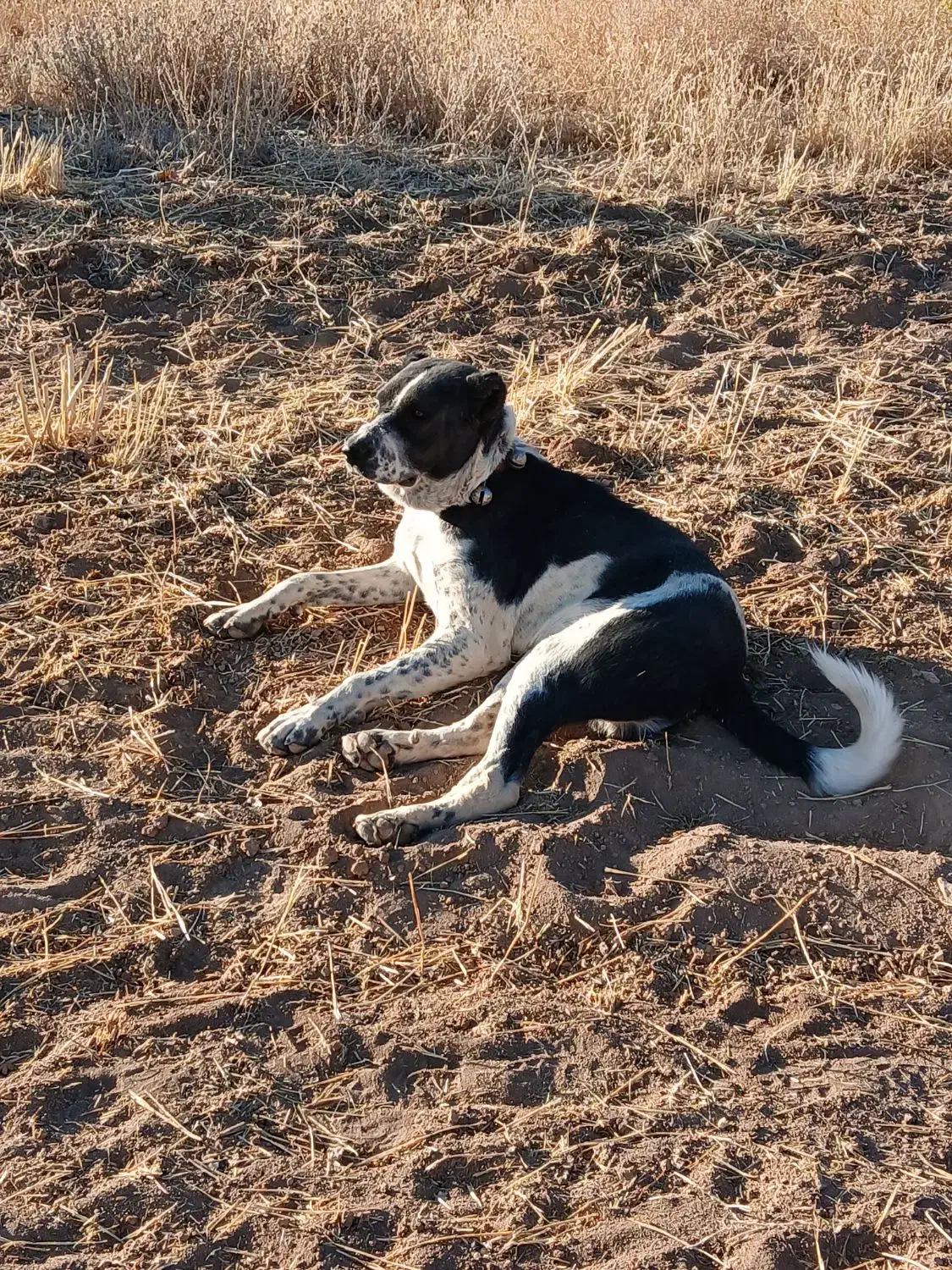 دوزدیده شده هر کس دید اطلاع بده مچکر ..|حیوانات|شهرکرد, |دیوار