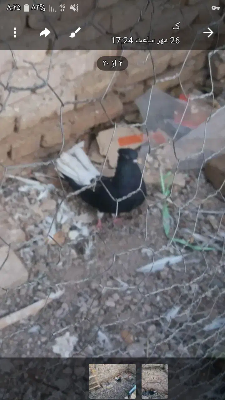 یه عددذیل دم سفیدماده درشت|پرنده|محمدیه-قزوین, |دیوار