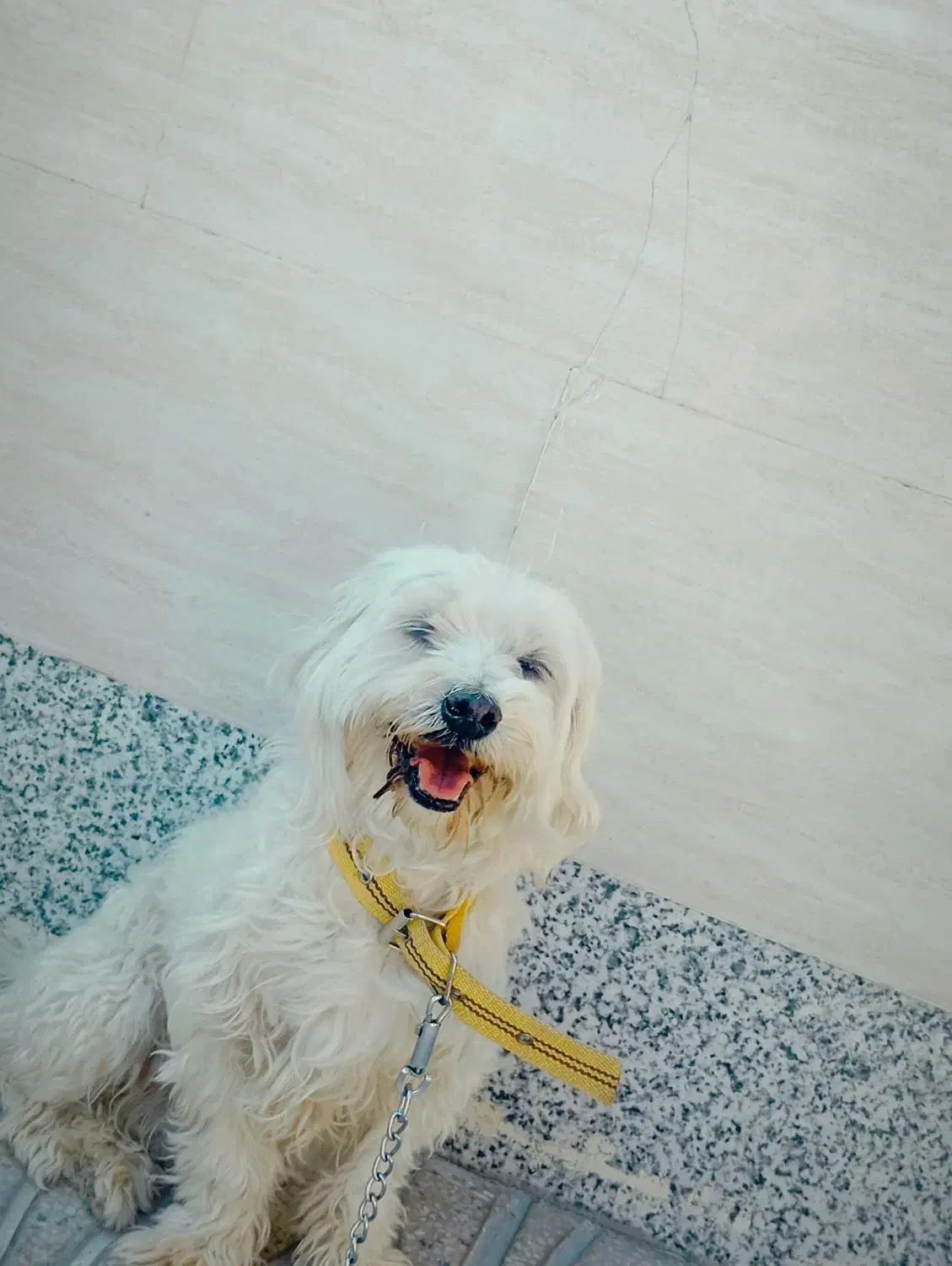 معاوضه مرغ محلی .خروس محلی . و پرنده|سگ|مرودشت, رامجرد یک|دیوار