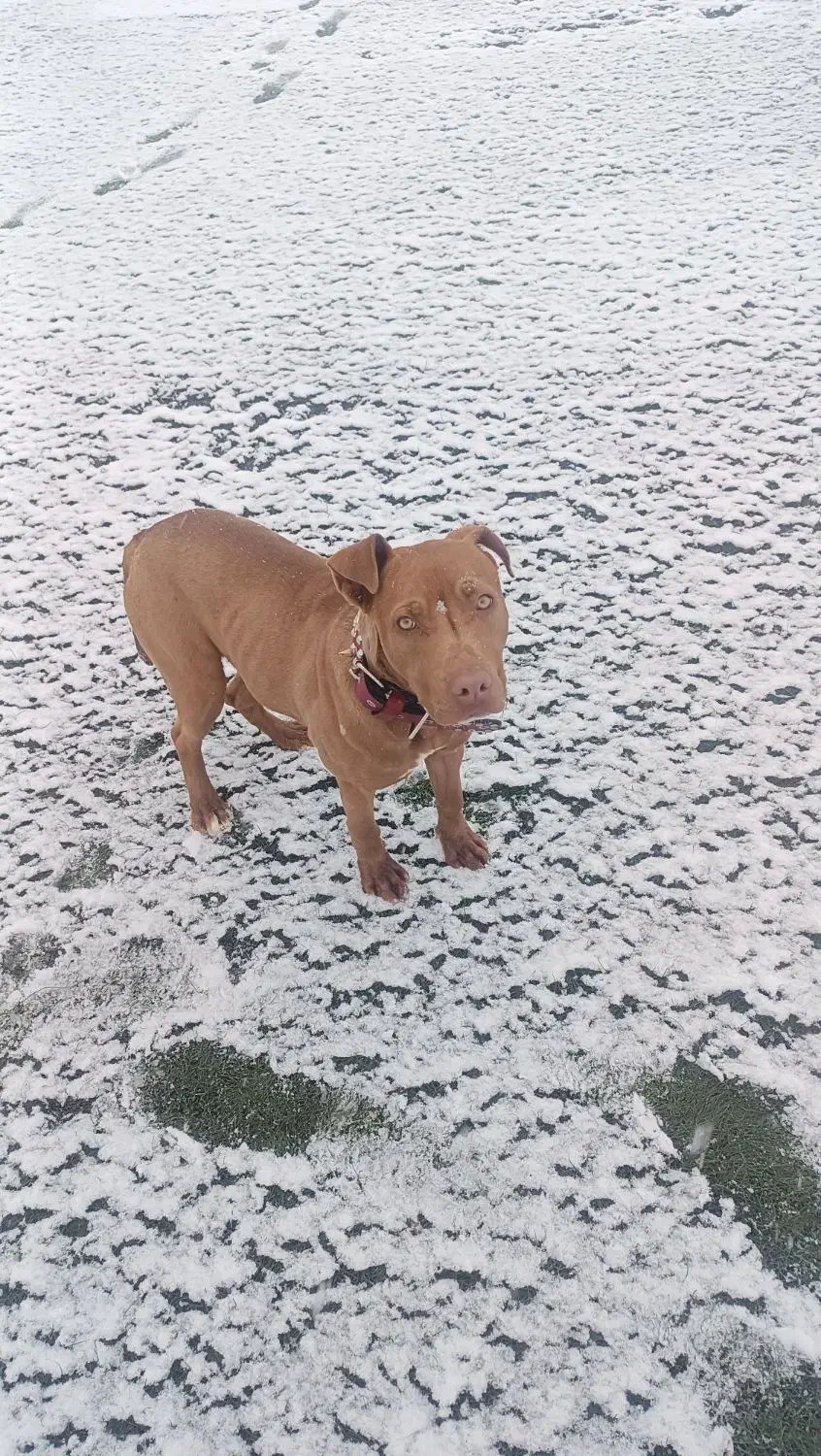 پیت بول|سگ|معصومیه, |دیوار