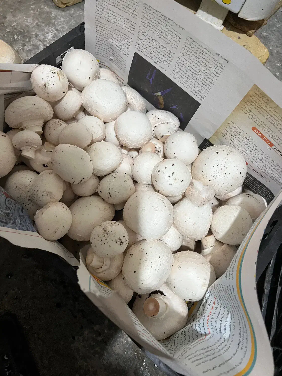 قارچ|خوردنی و آشامیدنی|یاسوج, |دیوار