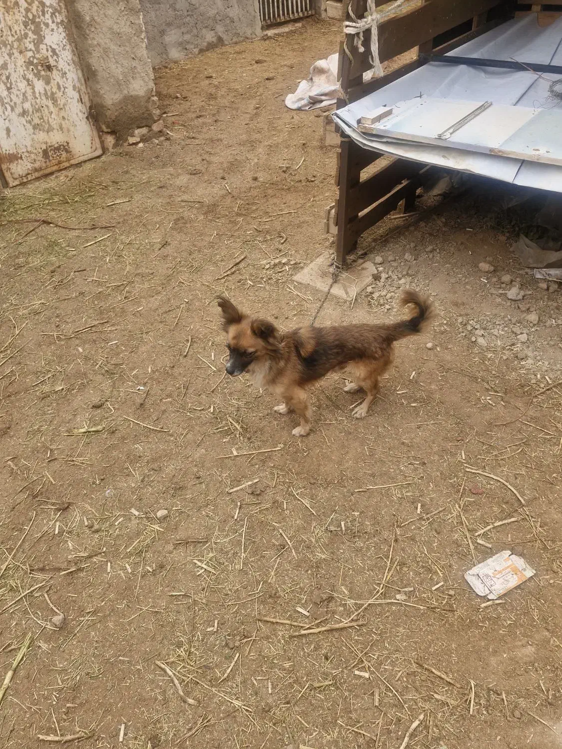 سگ نر معاوضه|سگ|یزد, |دیوار