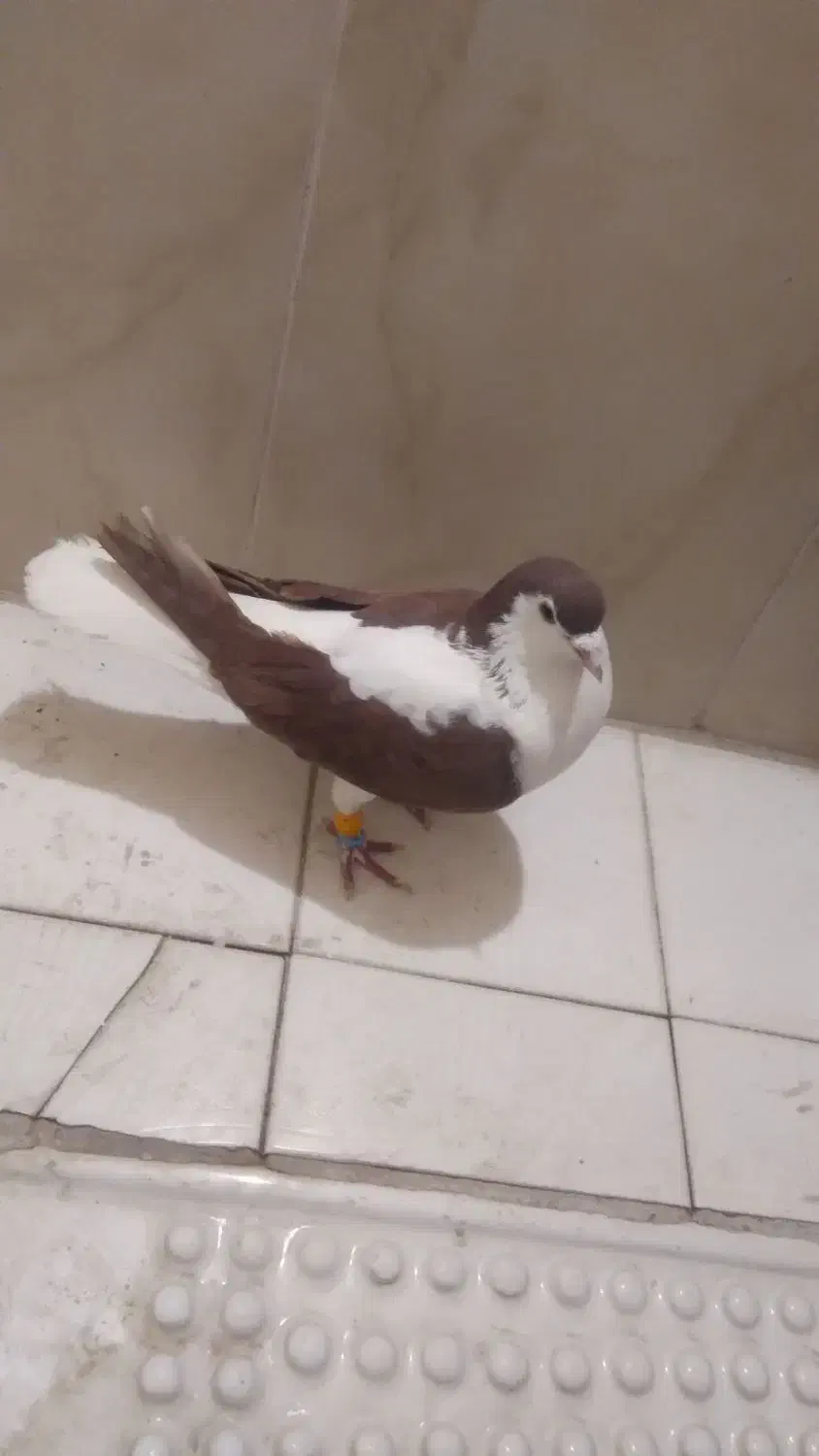 کفتر|پرنده|چناران, |دیوار