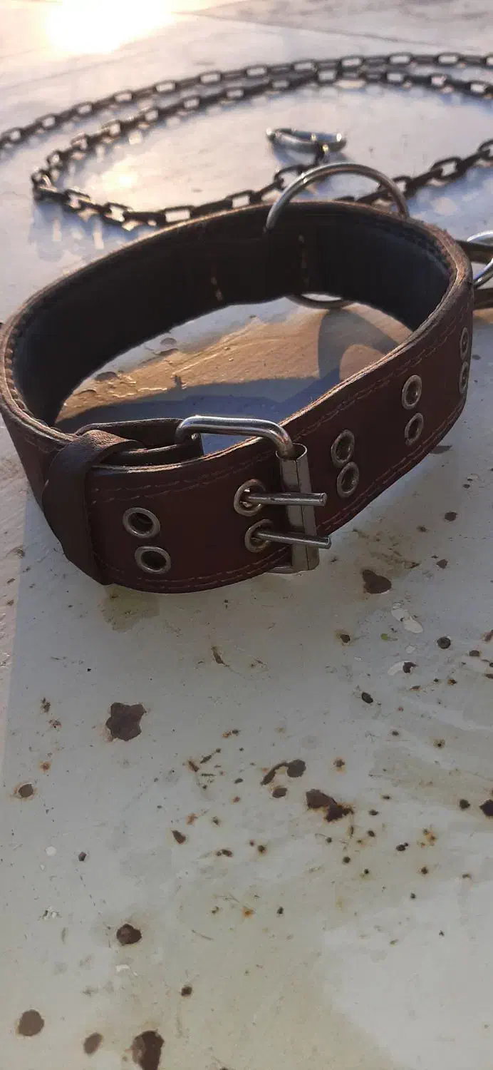 قلاده چرمی وزنجیر قدیمی|لوازم جانبی حیوانات|قزوین, |دیوار