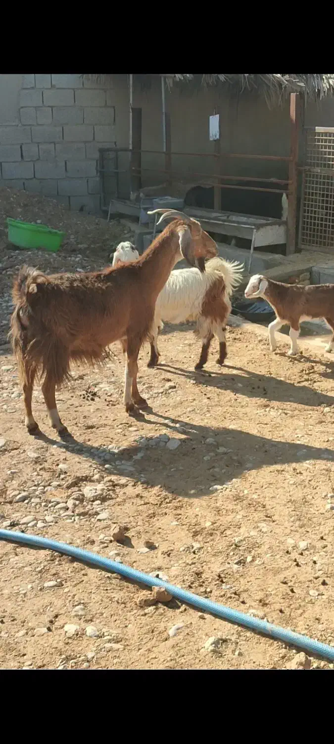 بز نجدی|حیوانات مزرعه|بهبهان, |دیوار