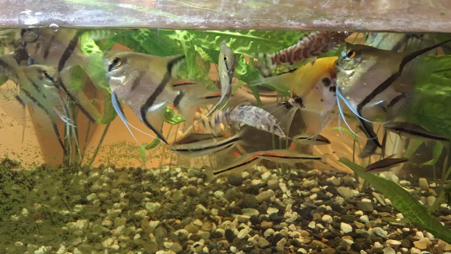 ماهی دم شمیری مولد و آنجل مولد|ماهی|رشت, سعدی (تختی)|دیوار