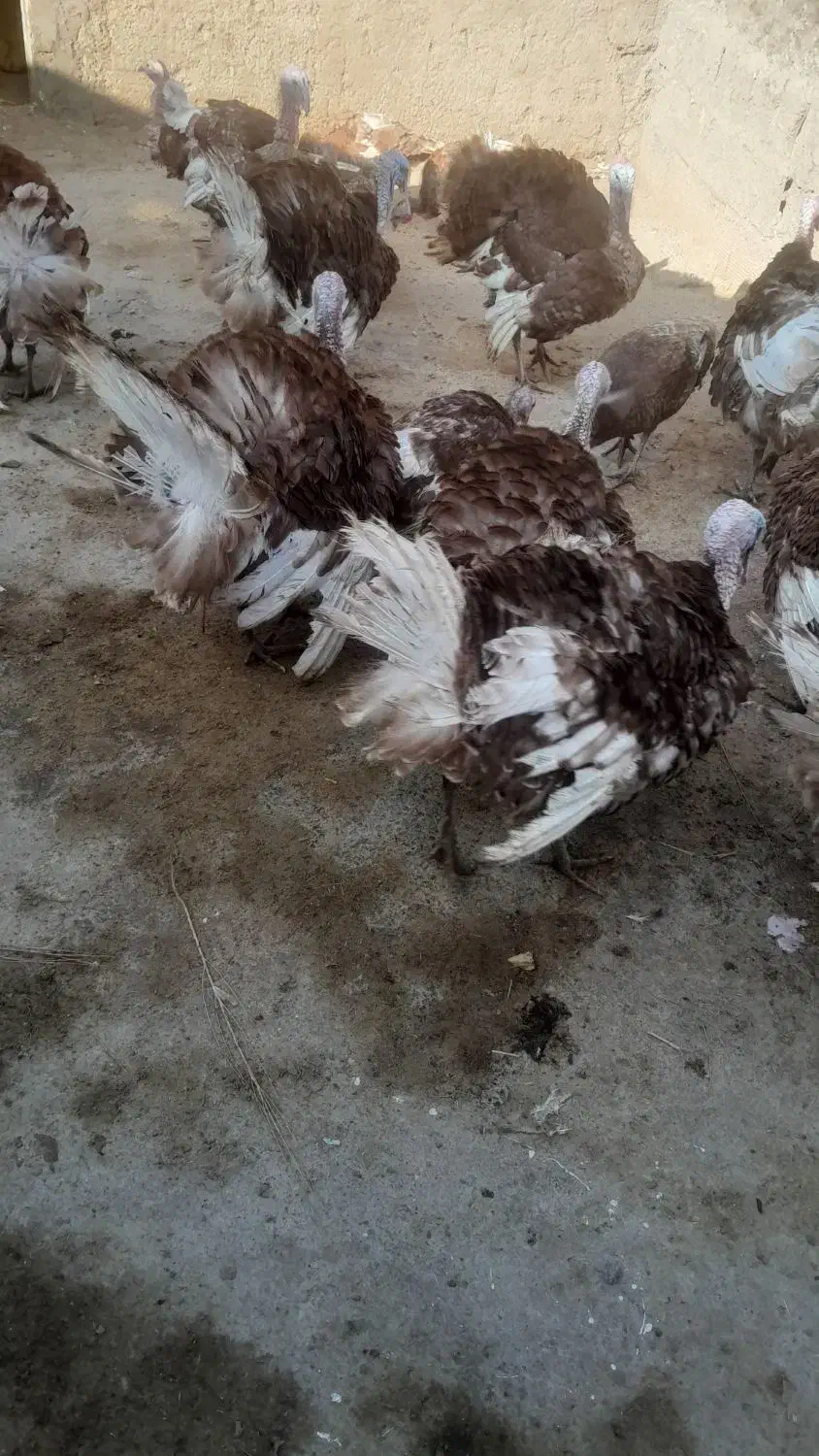 بوقلمون نر و ماده مخصوص شب یلدا|حیوانات مزرعه|خاوه, |دیوار