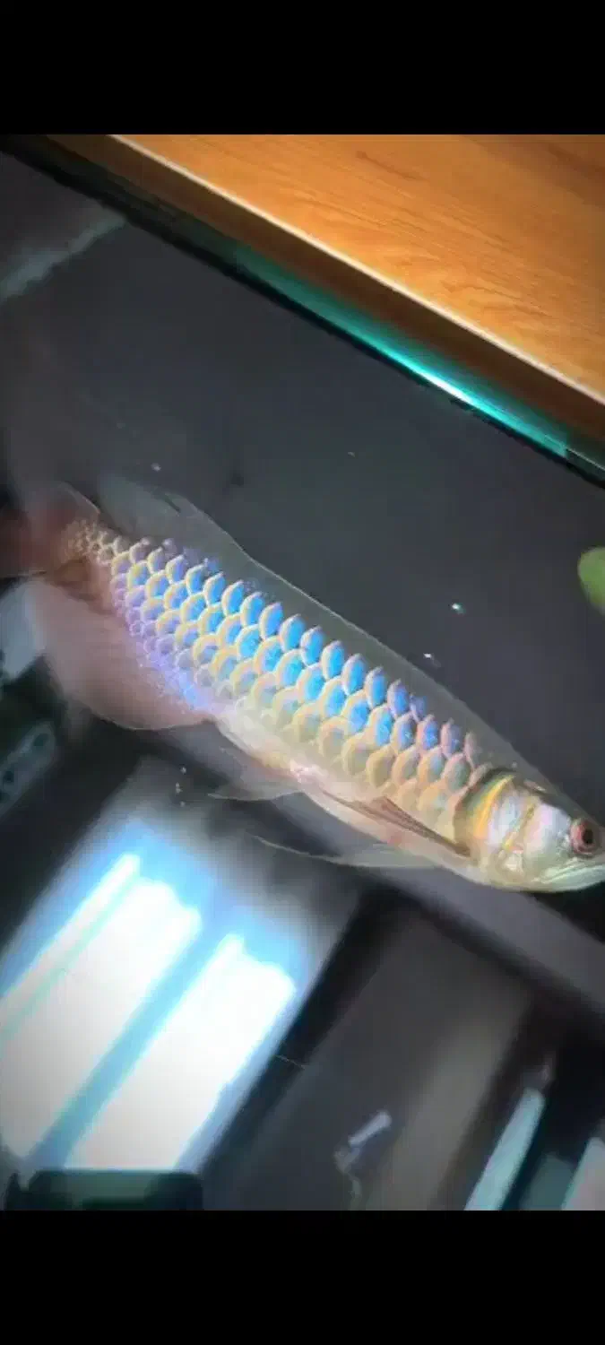 آروانا هایبک بلو بیس پریمیوم گرید AA++|ماهی|میانه, |دیوار