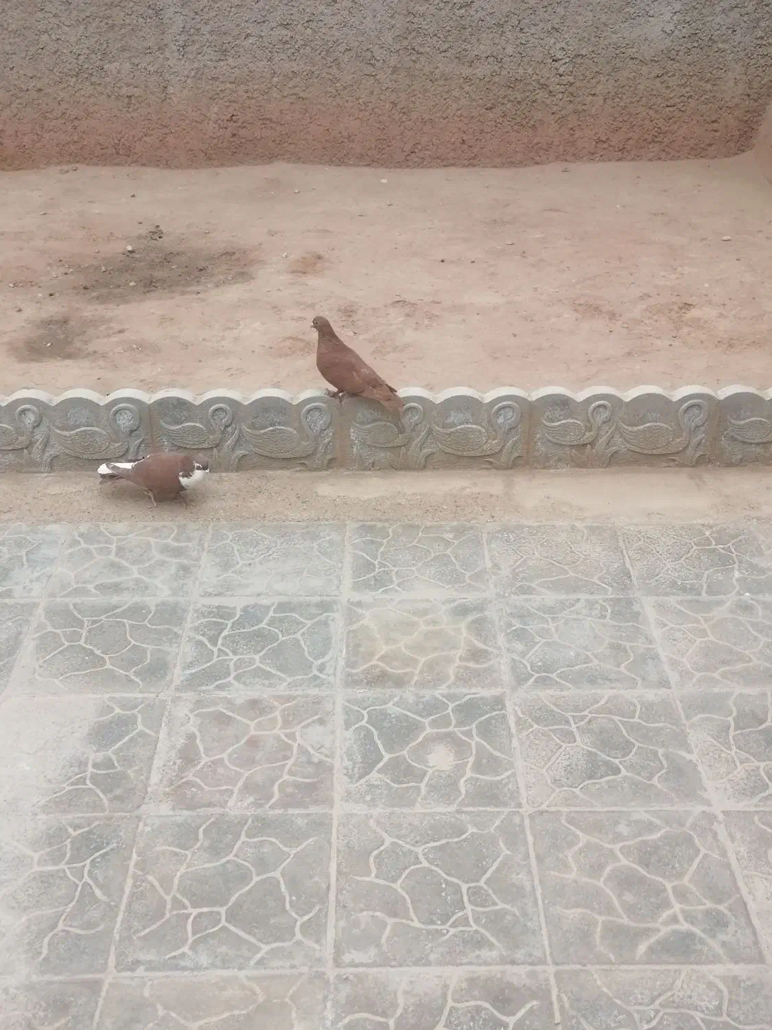 جفت گلی|پرنده|چترود, |دیوار