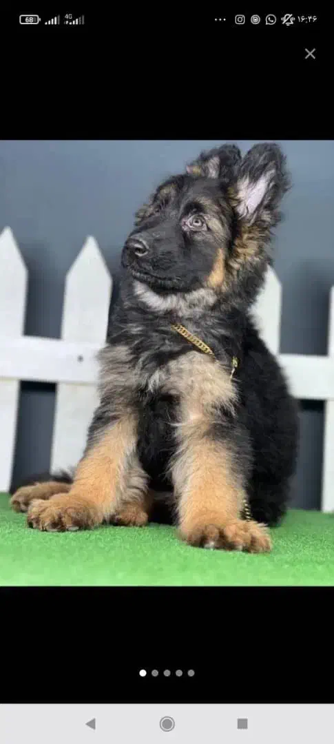 فروش سگ ژرمن شپرد شولاین محافظ|سگ|اصفهان, جلفا|دیوار