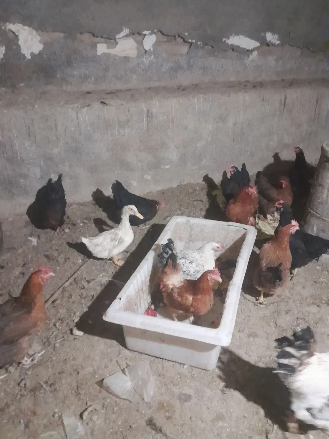 مرغ محلی|حیوانات مزرعه|گلپایگان, |دیوار