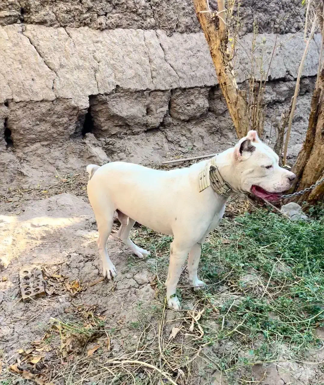 پیت بول|سگ|بم, |دیوار