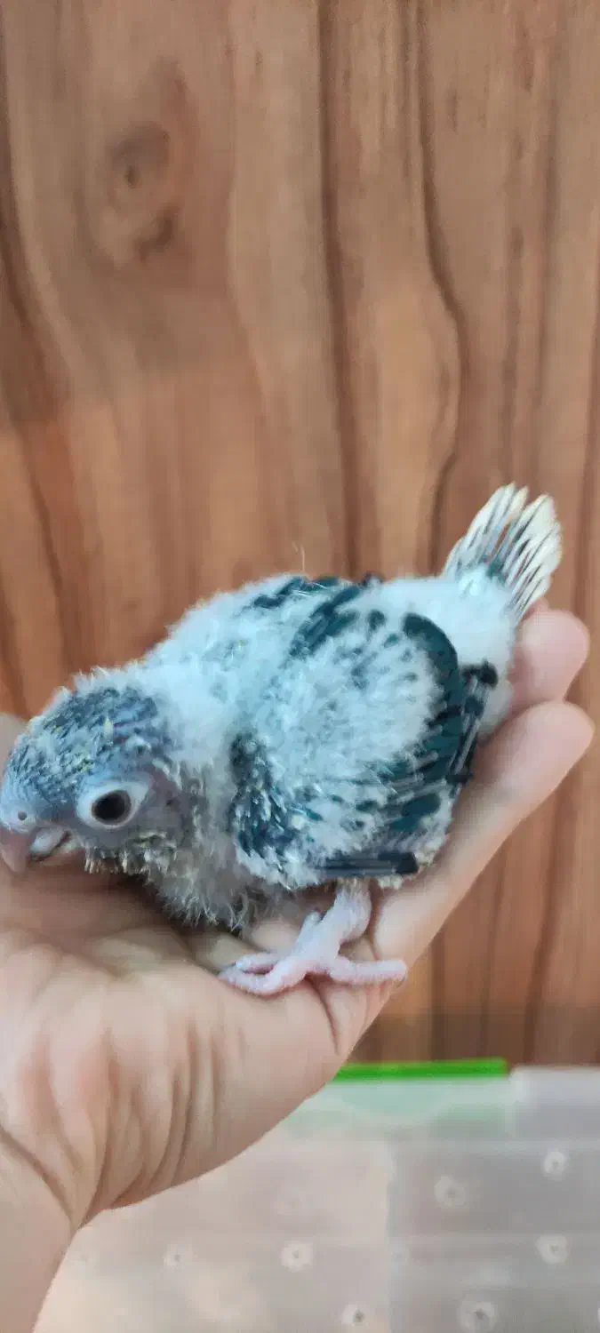 گرینچیک سرلاکی|پرنده|مشهد, گلبرگ|دیوار