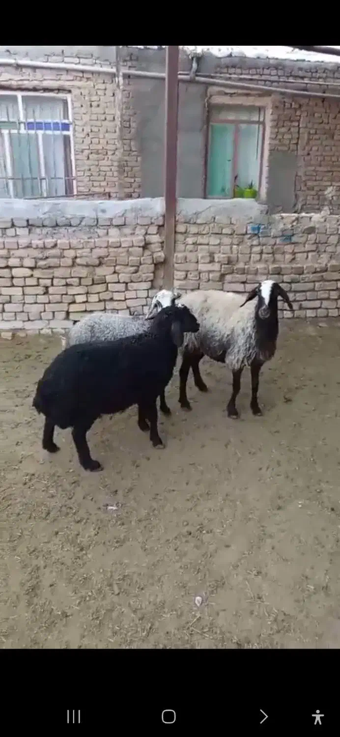 میش2بره زای شال|حیوانات مزرعه|قم, محمد آباد|دیوار