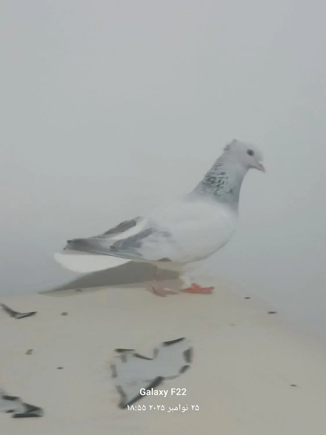 شامی دم سفید|پرنده|مشهد, هفده شهریور|دیوار