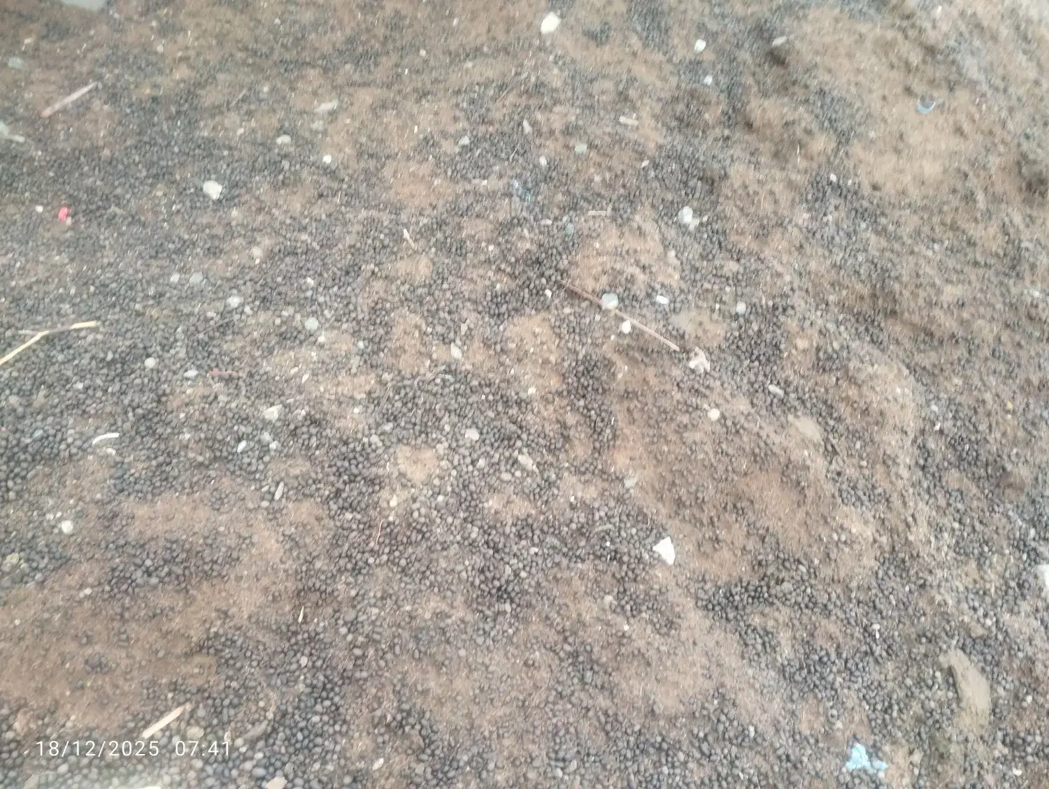 کود بز|گل و گیاه طبیعی|کهنوج, |دیوار