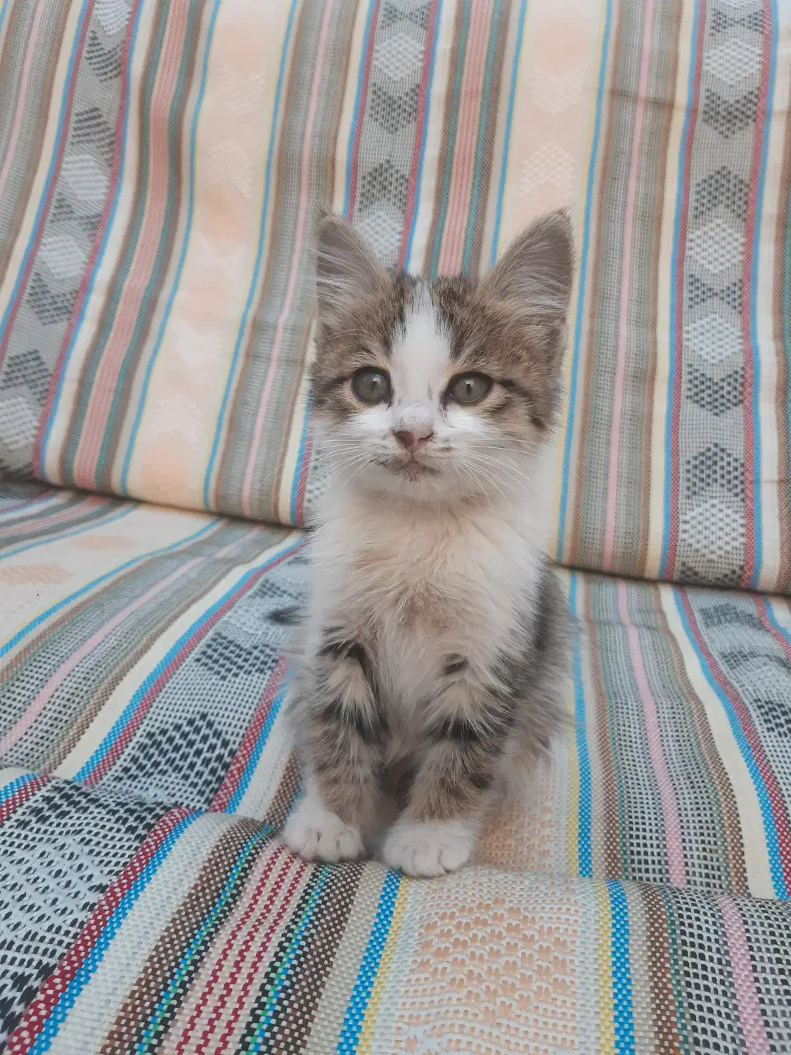 واگذاری حیوان دستی|گربه|قزوین, |دیوار