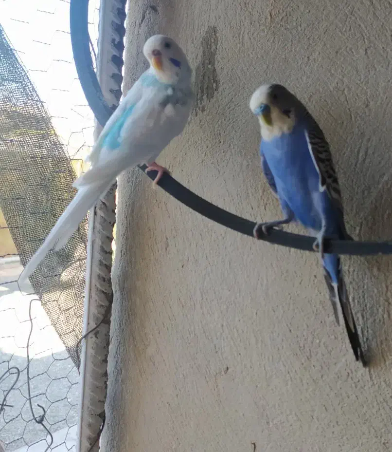 مرغ عشق و فنچ بالغ تخم جوجه ای|پرنده|ایرانشهر, |دیوار