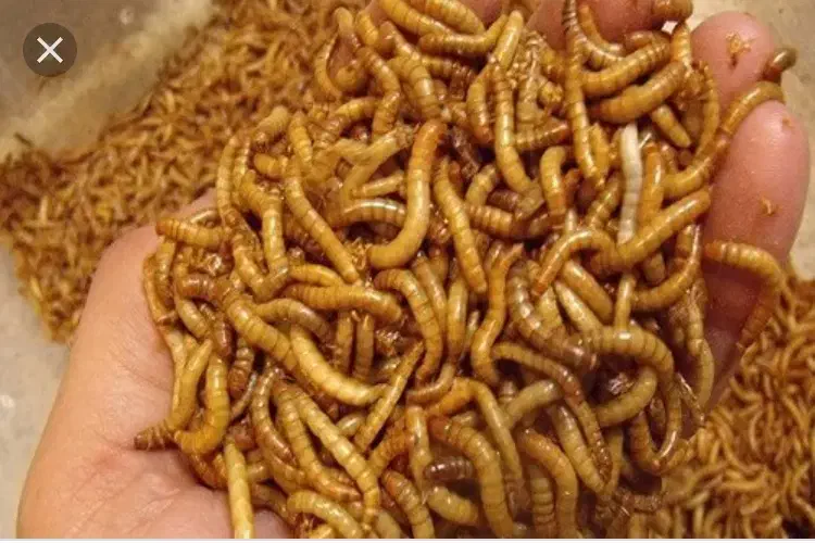 فروش میلورم خشک عمده|خزنده|قلعه قاضی, |دیوار