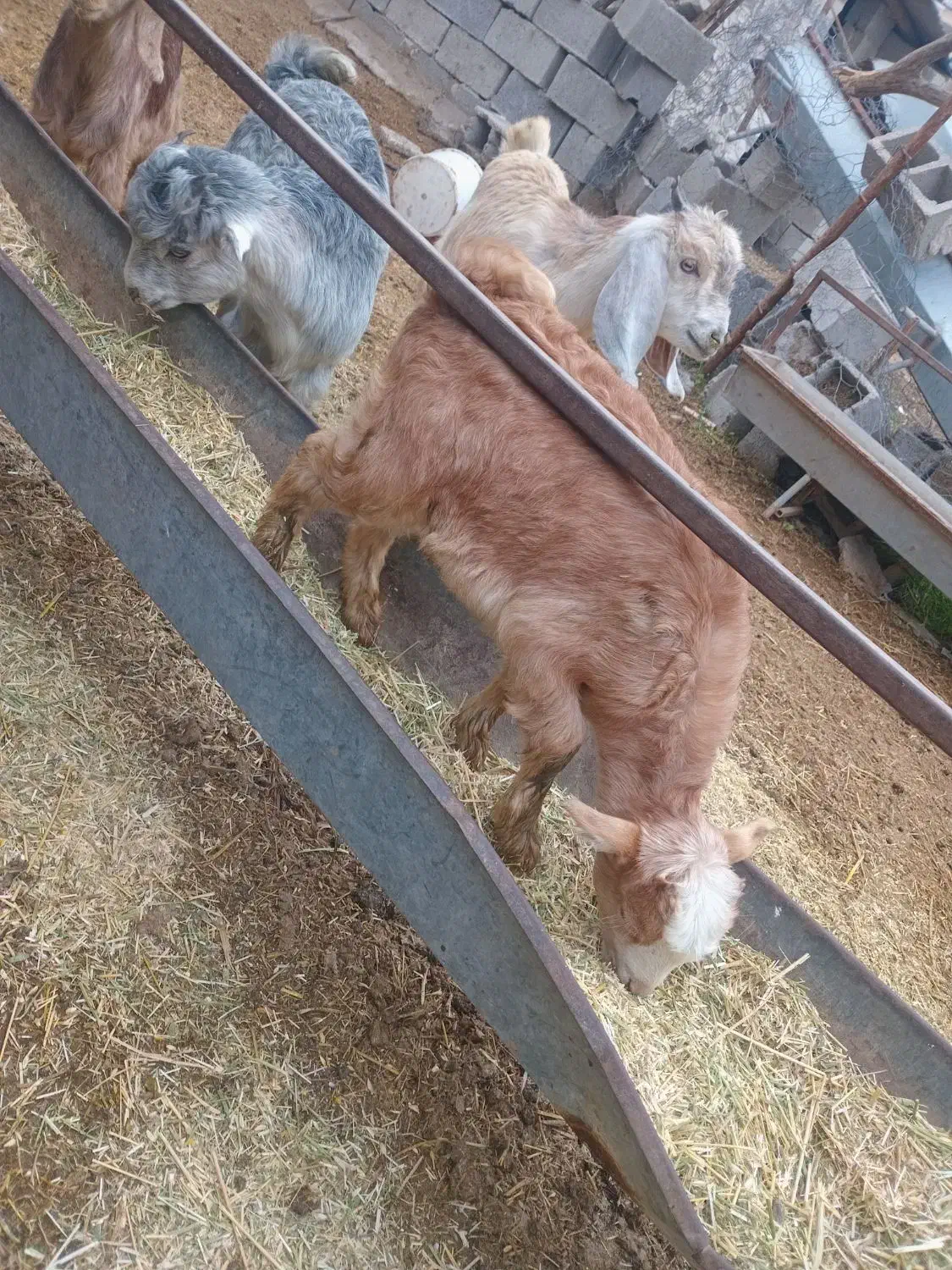 کهره|حیوانات مزرعه|بهبهان, |دیوار