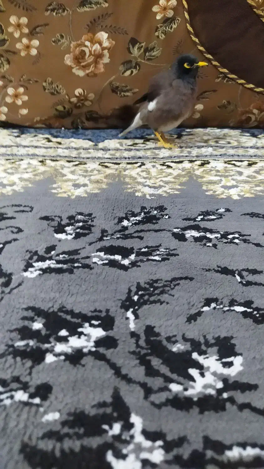 مینا افغانی اصل|پرنده|بندر ماهشهر, |دیوار