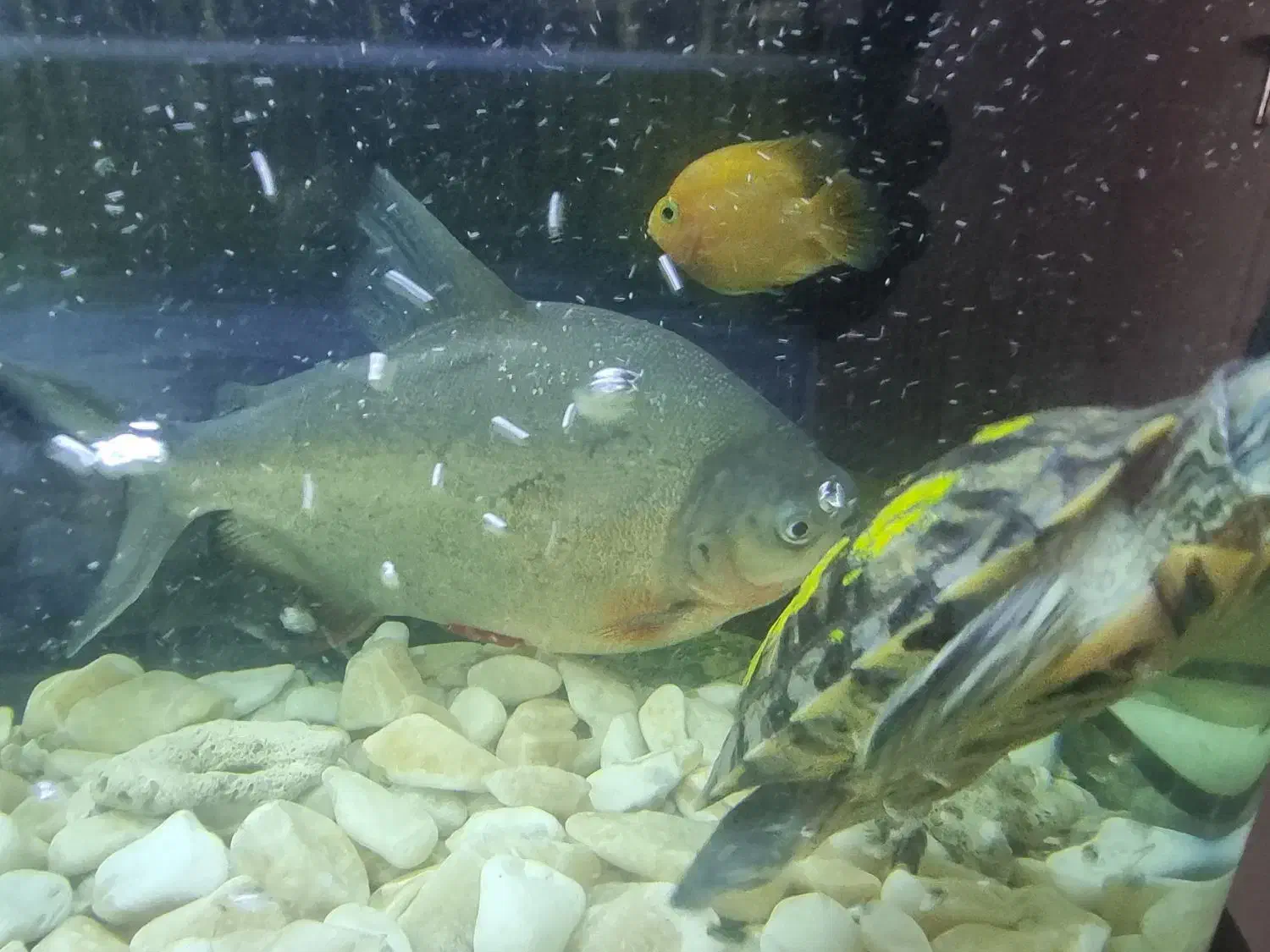 اکواریوم|ماهی|بیرجند, |دیوار