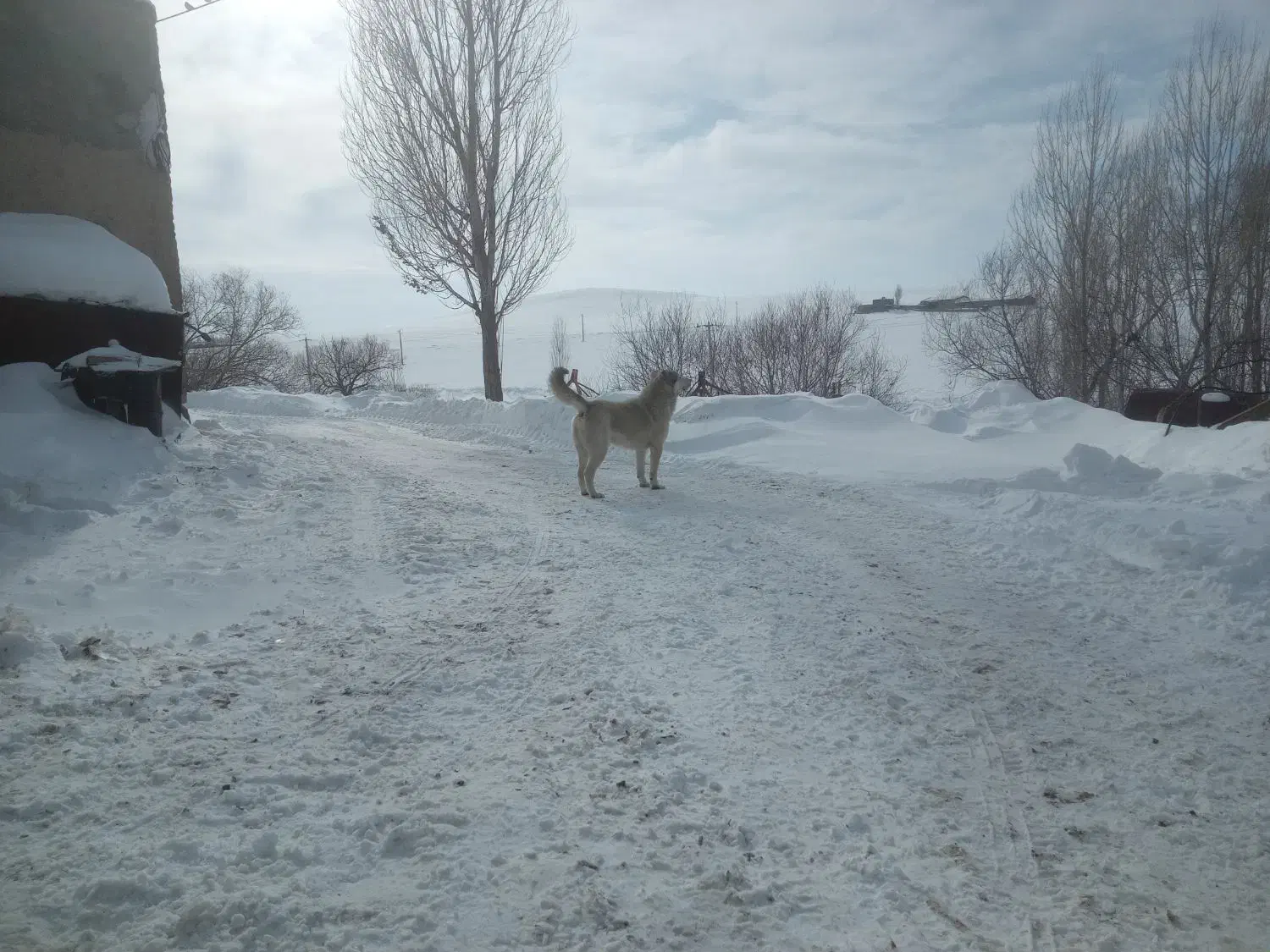 سگ سرابی|سگ|هشترود, |دیوار