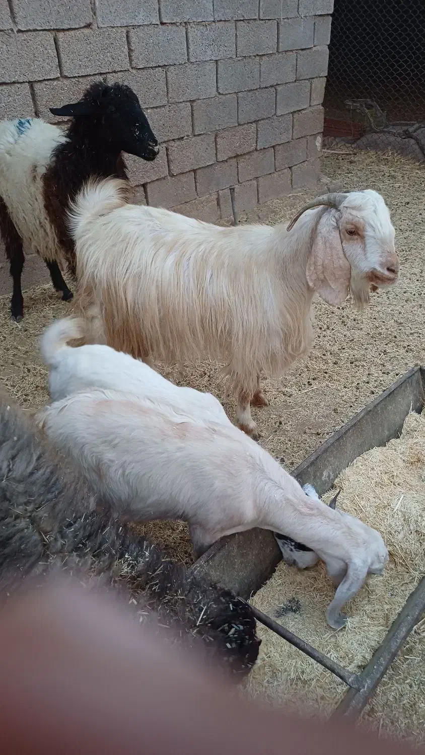 بز ماده|حیوانات مزرعه|رامشیر, |دیوار