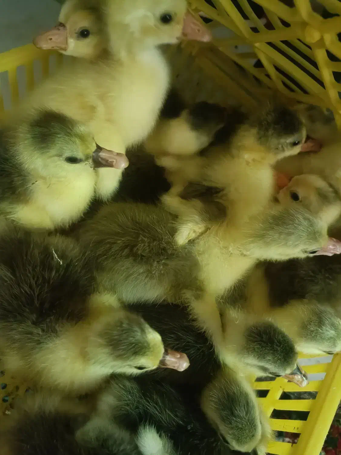 جوجه غاز یکروزه|حیوانات مزرعه|رستمکلا, |دیوار