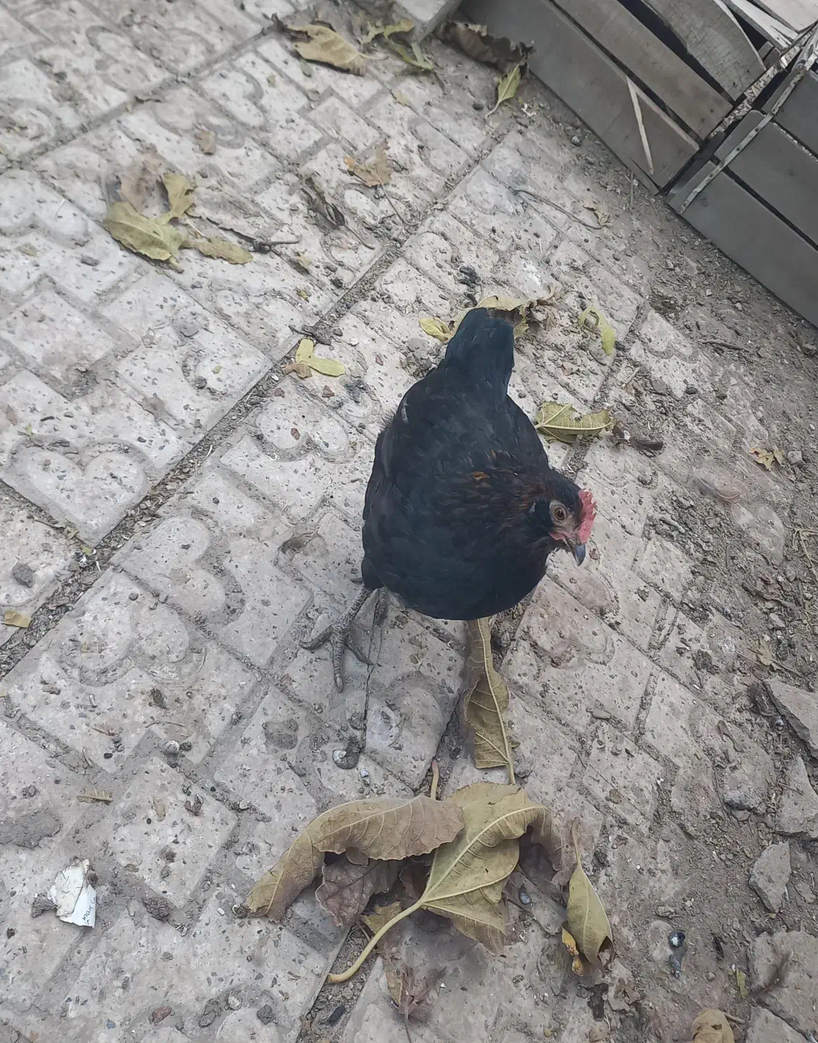 خروس گلین و مرغ محلی|حیوانات مزرعه|تاکستان, |دیوار