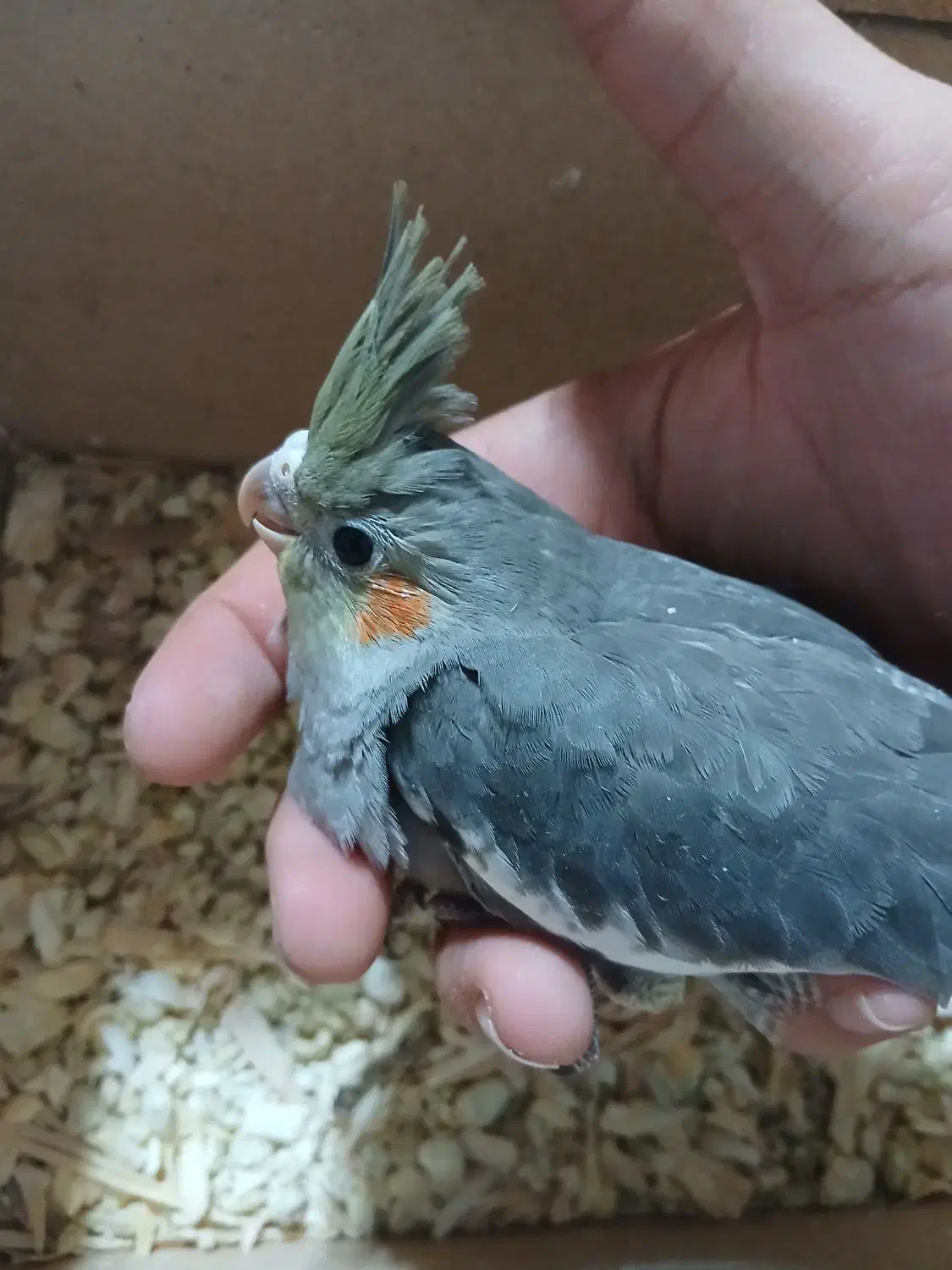 جوجه عروس|پرنده|اردبیل, |دیوار