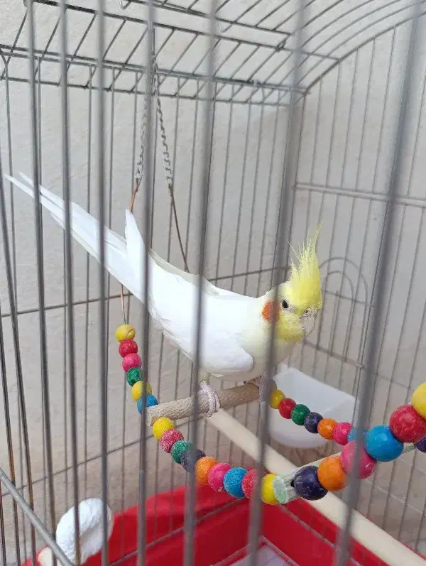 عروس هلندی لوتینو نر|پرنده|کبودرآهنگ, |دیوار