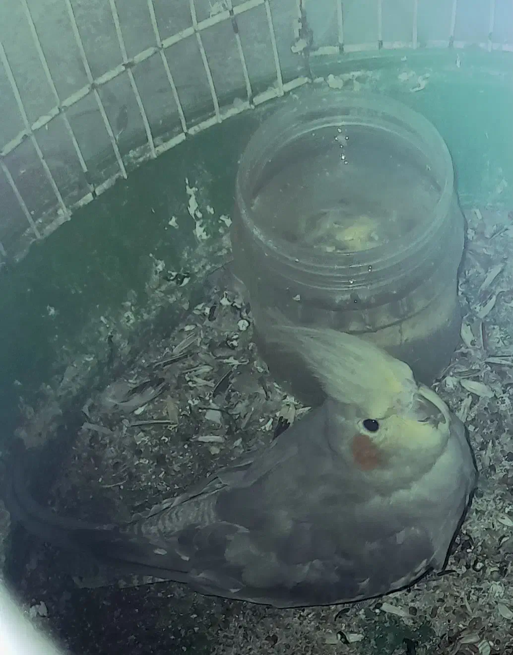 طوطی عروس ماده ۸ ماهه|پرنده|رشت, کوی عرفان|دیوار