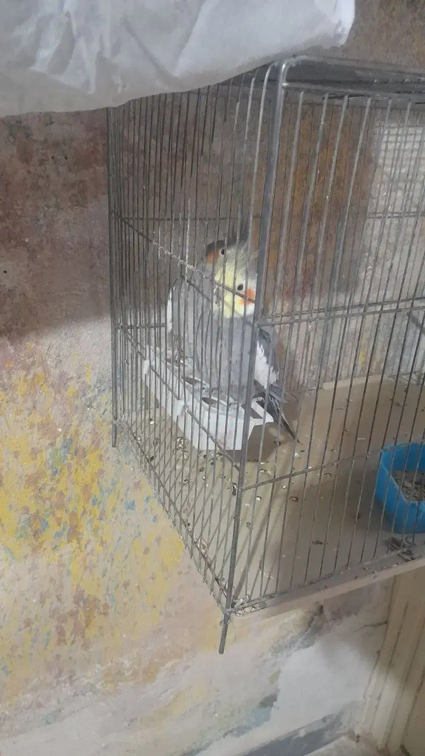 عروس هلندی حراج|پرنده|ایوان, |دیوار