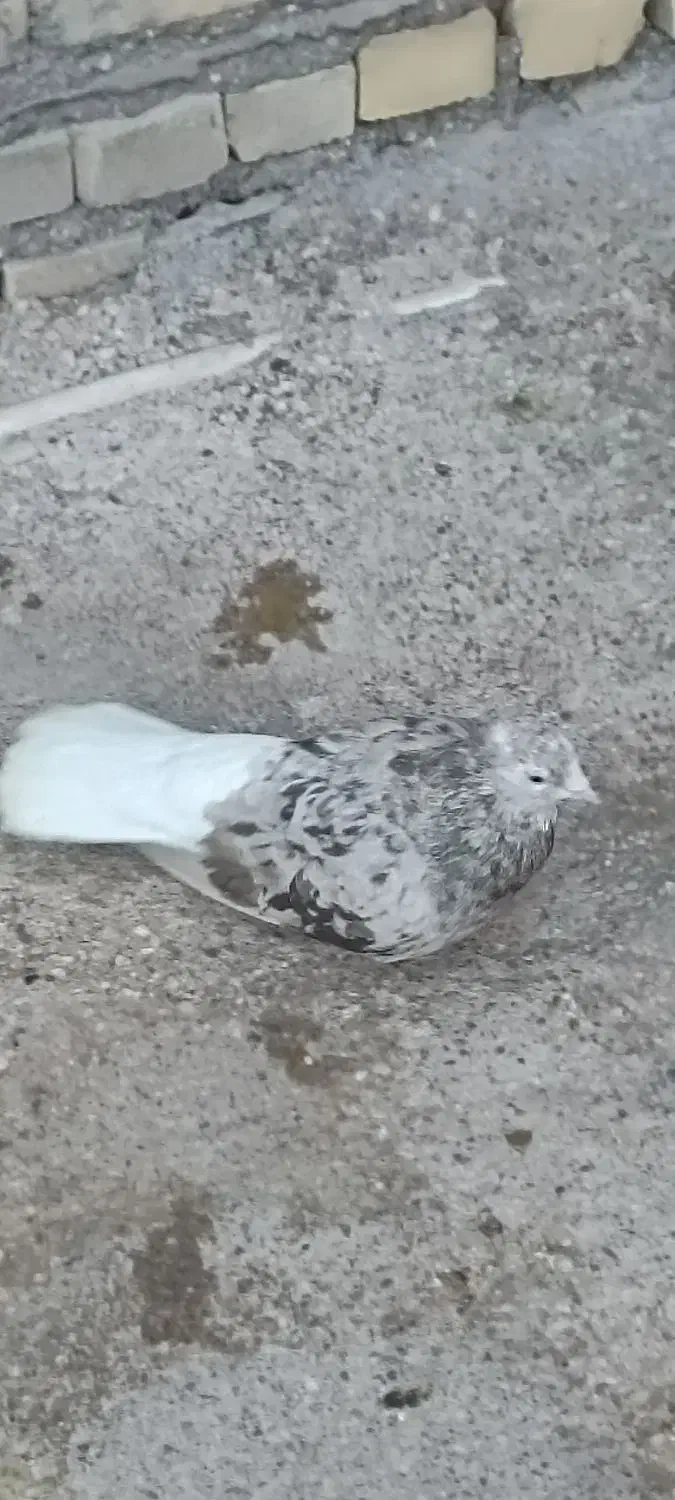 کبوتر|پرنده|خرمشهر, |دیوار