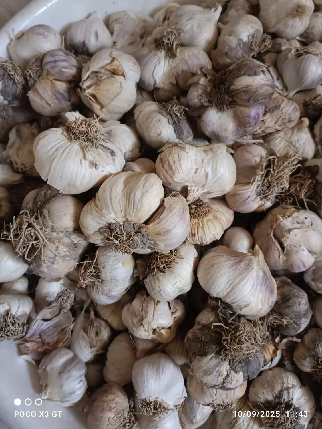 سیر درشت تازه تفرش|خوردنی و آشامیدنی|قم, انصار‌الحسین|دیوار