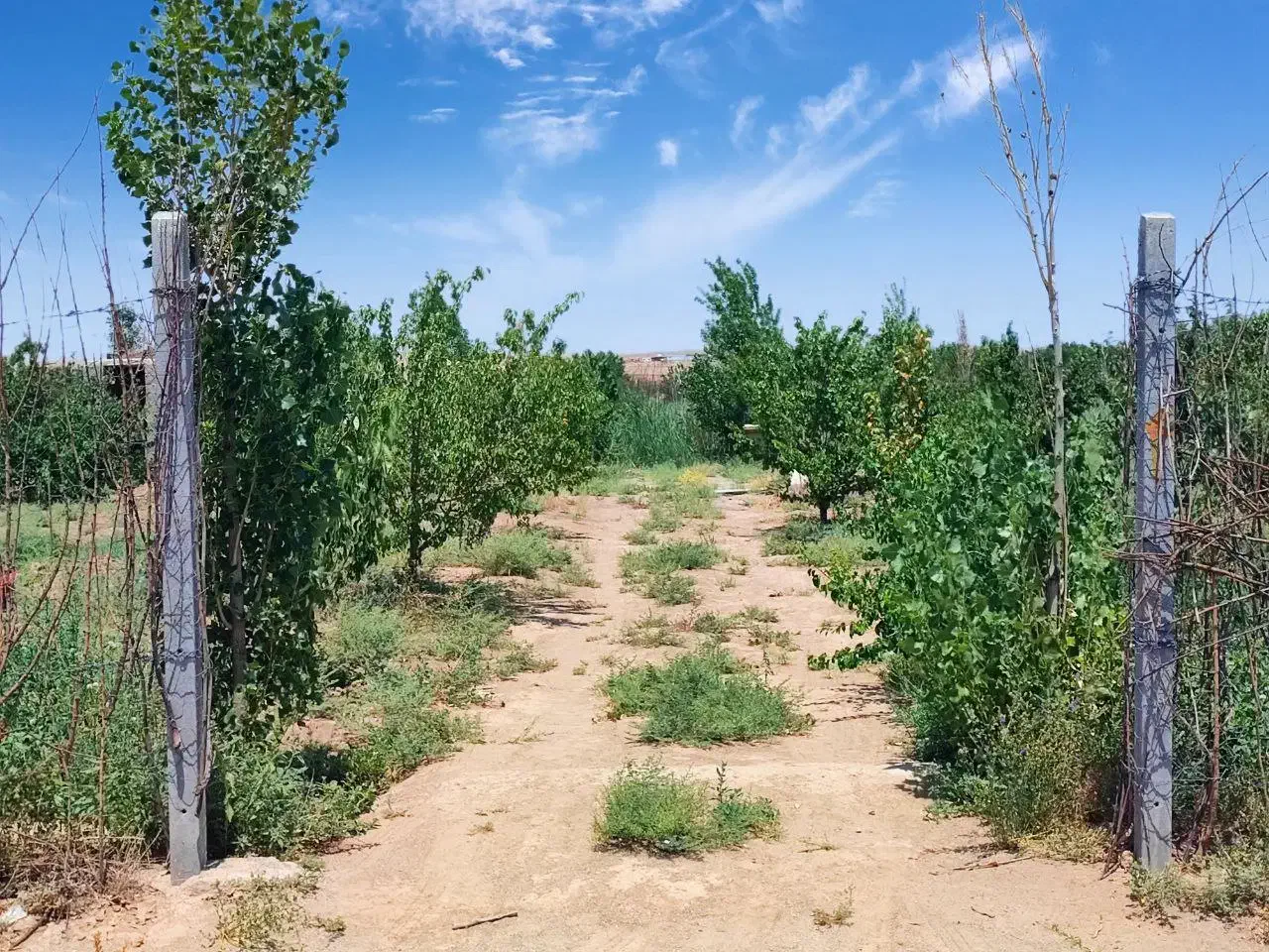 ۴۰۵ متر باغ میوه محصور // ۷۸۰ میلیون با سهمیه آب|فروش زمین و ملک کلنگی|محمدشهر, محمدشهر|دیوار