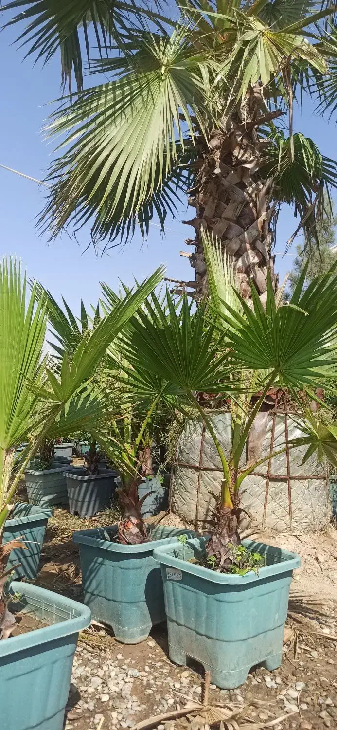 پالم واشنگتن|گل و گیاه طبیعی|پیشوا, |دیوار