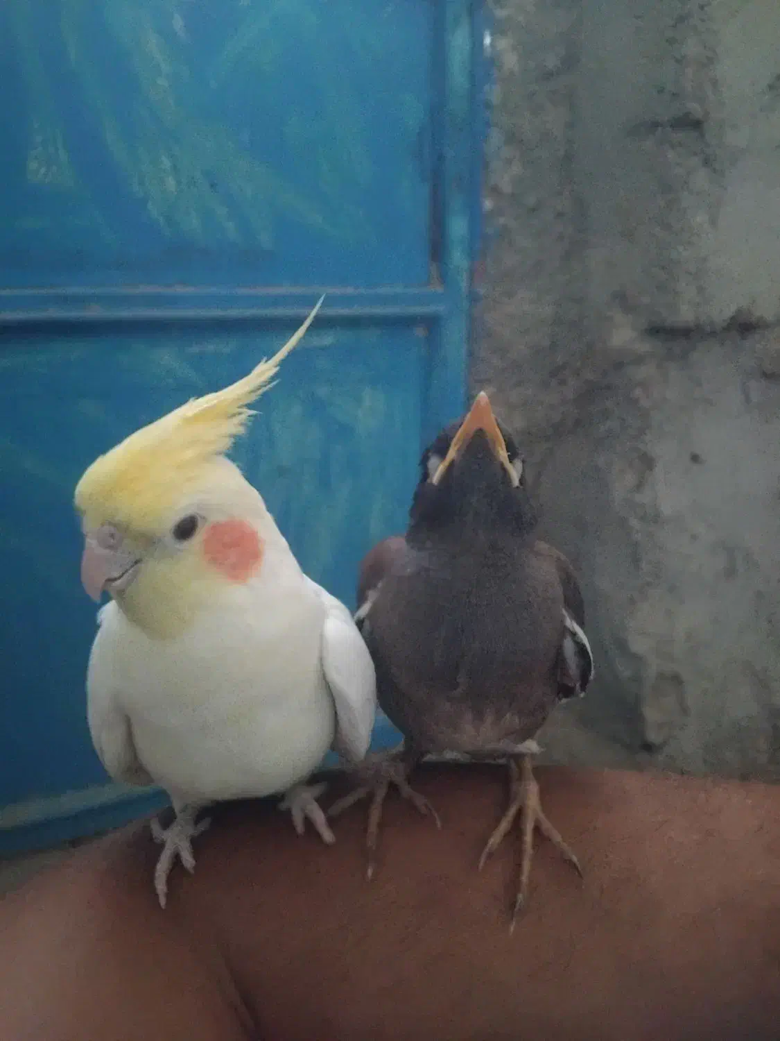 عروس هلندی بالغ نر سخنگو|پرنده|شیروان (خراسان), |دیوار