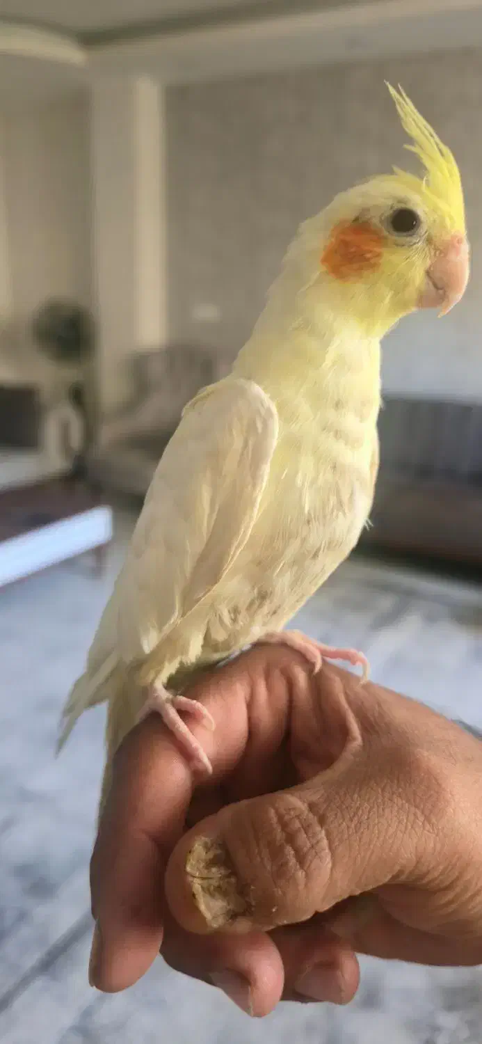 عروس هلندی لوتینو|پرنده|شاهینشهر, خانه کارگر|دیوار