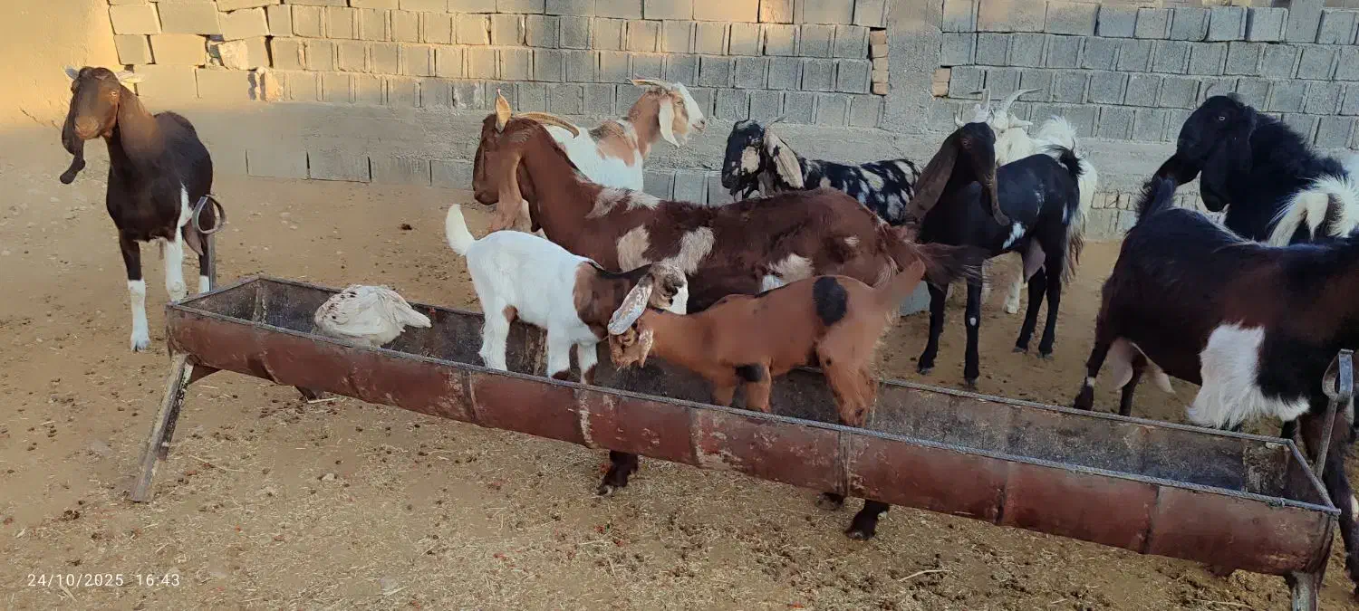 فروش تعداد ۱۵ بز پاکستانی به همراه کهره|حیوانات مزرعه|خرامه, |دیوار