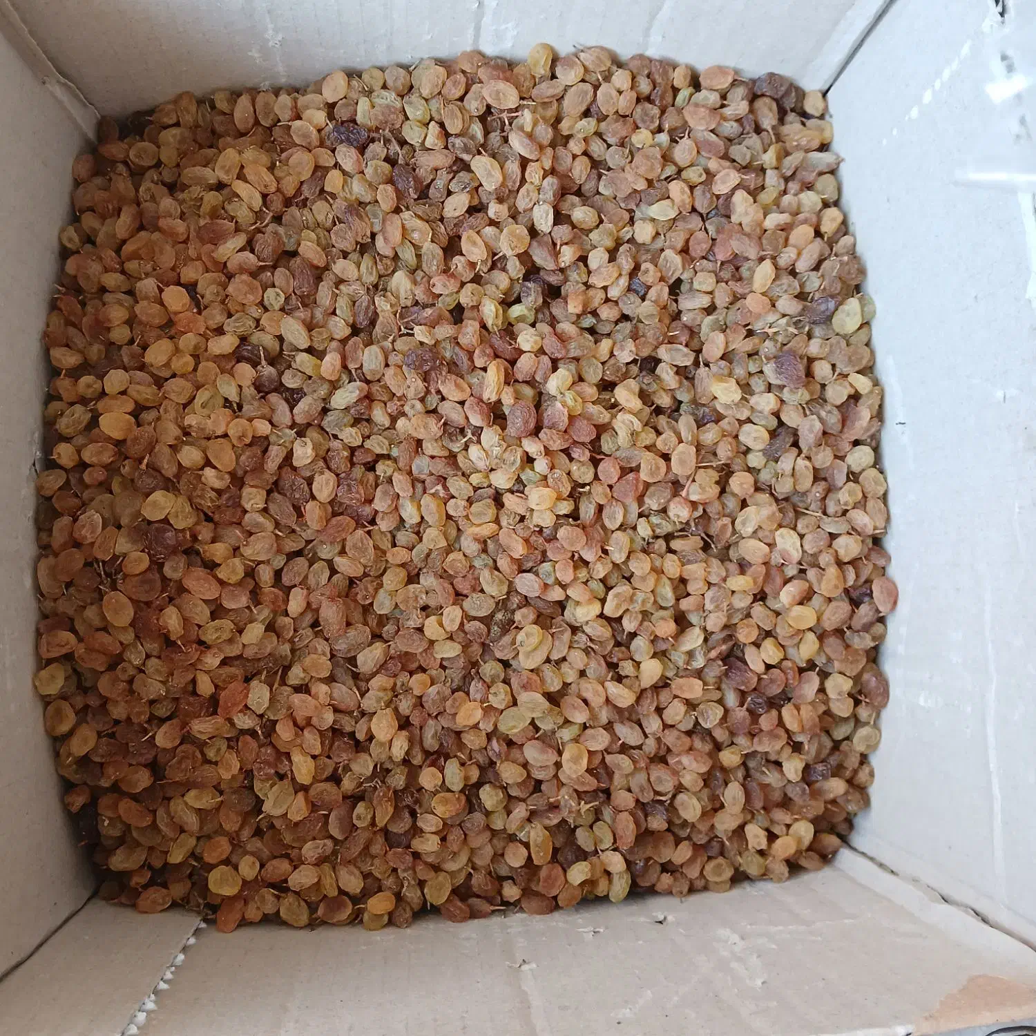 کشمش|خوردنی و آشامیدنی|شیروان (خراسان), |دیوار