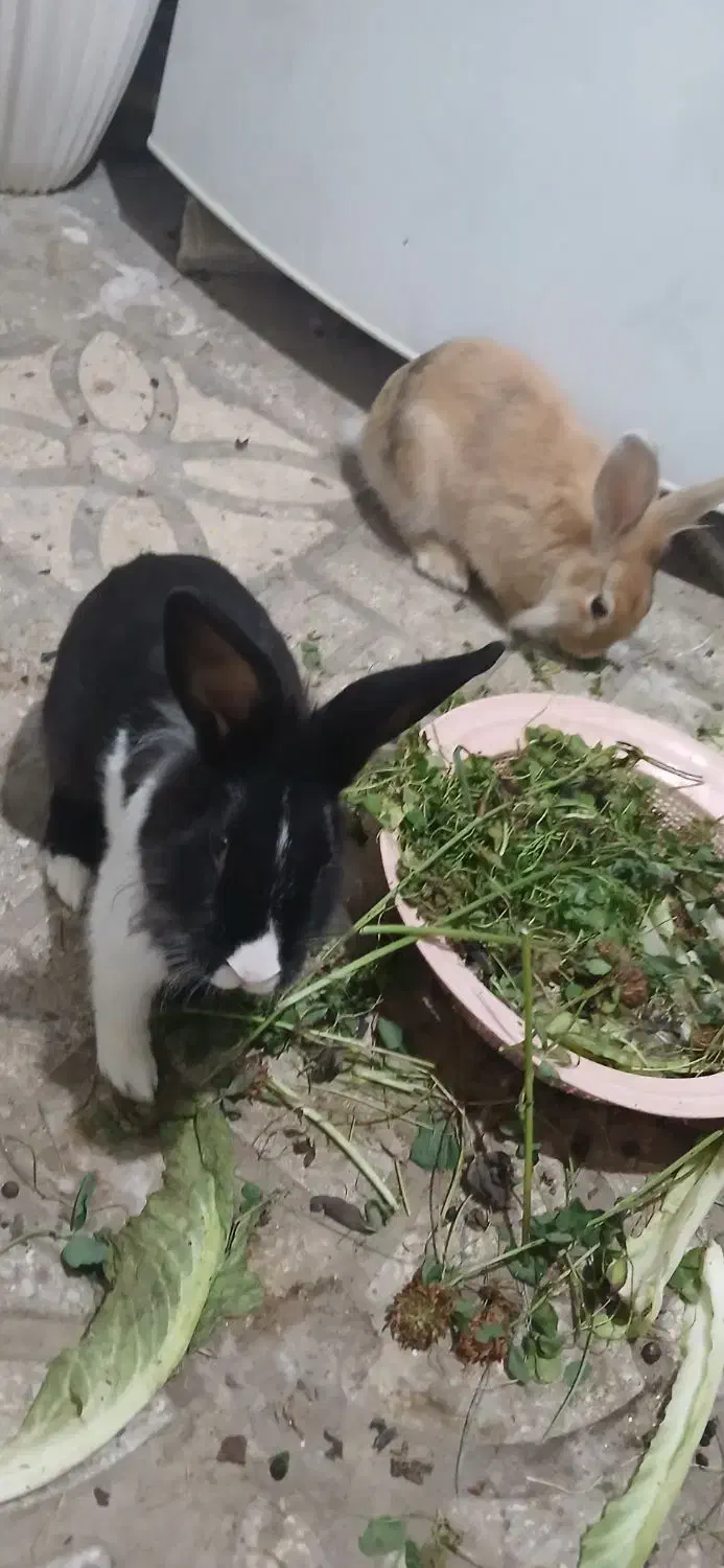 خرگوش  نرو ماده|موش و خرگوش|سنندج, |دیوار