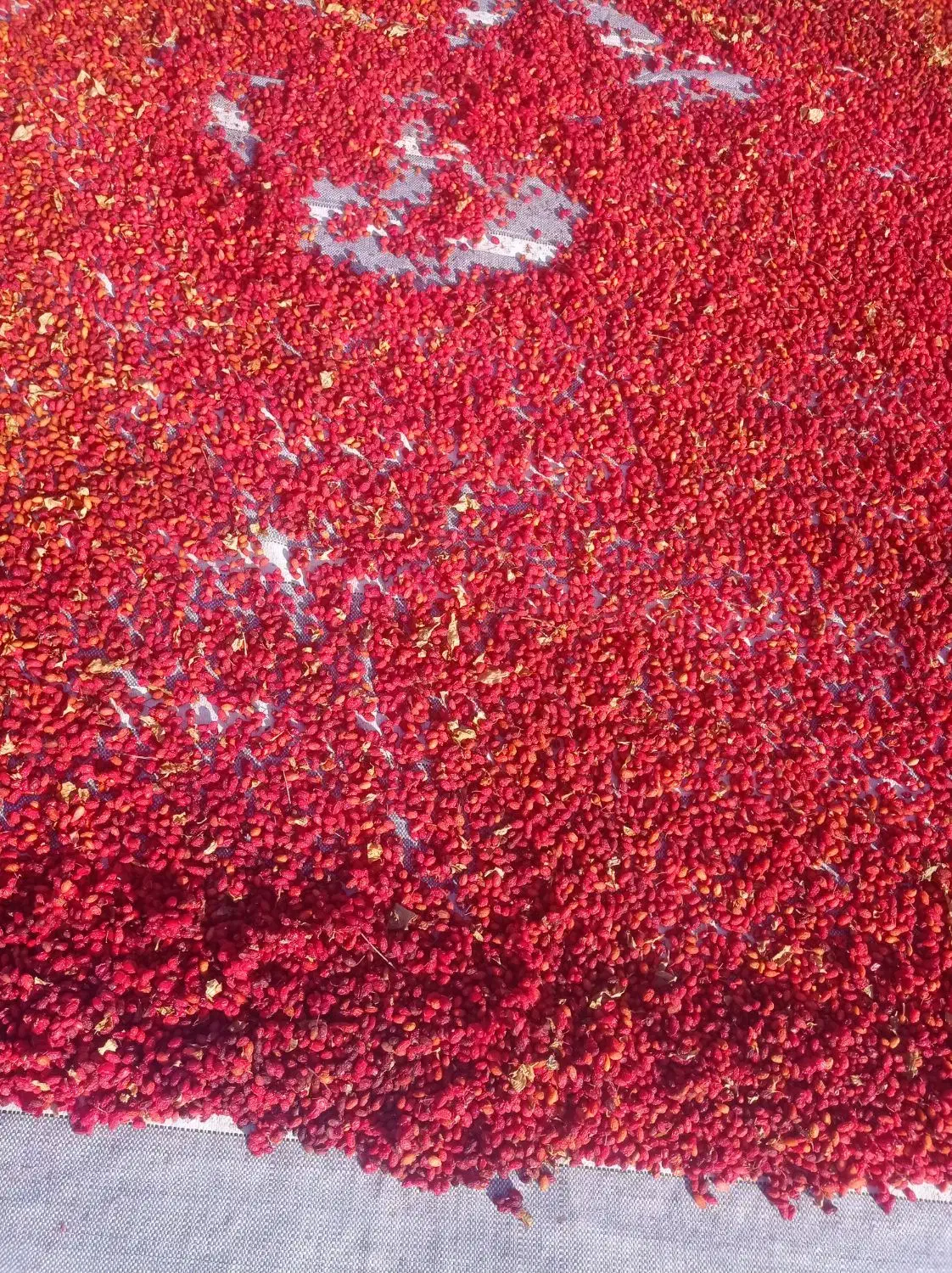 زغال‌اخته خشک  با هسته|عمده‌فروشی|جلفا, |دیوار