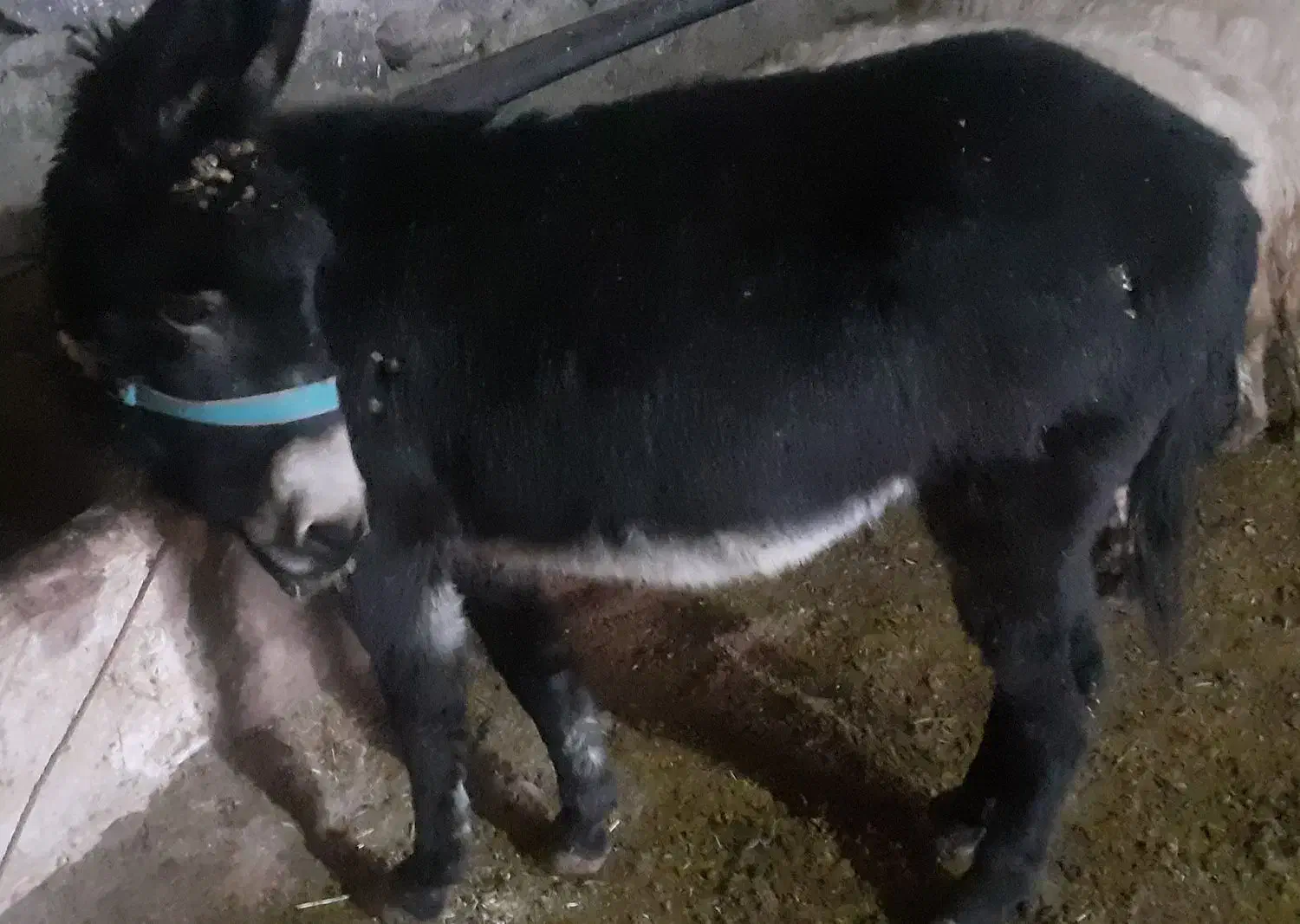 الاغ|حیوانات مزرعه|دشتک, |دیوار