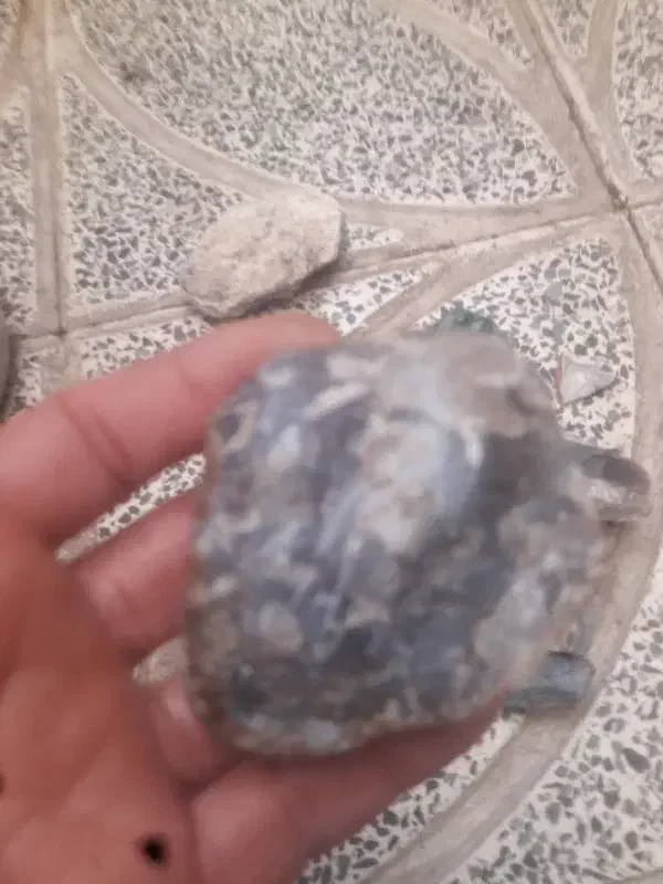 سنگ|کلکسیون اشیاء عتیقه|زنجان, |دیوار