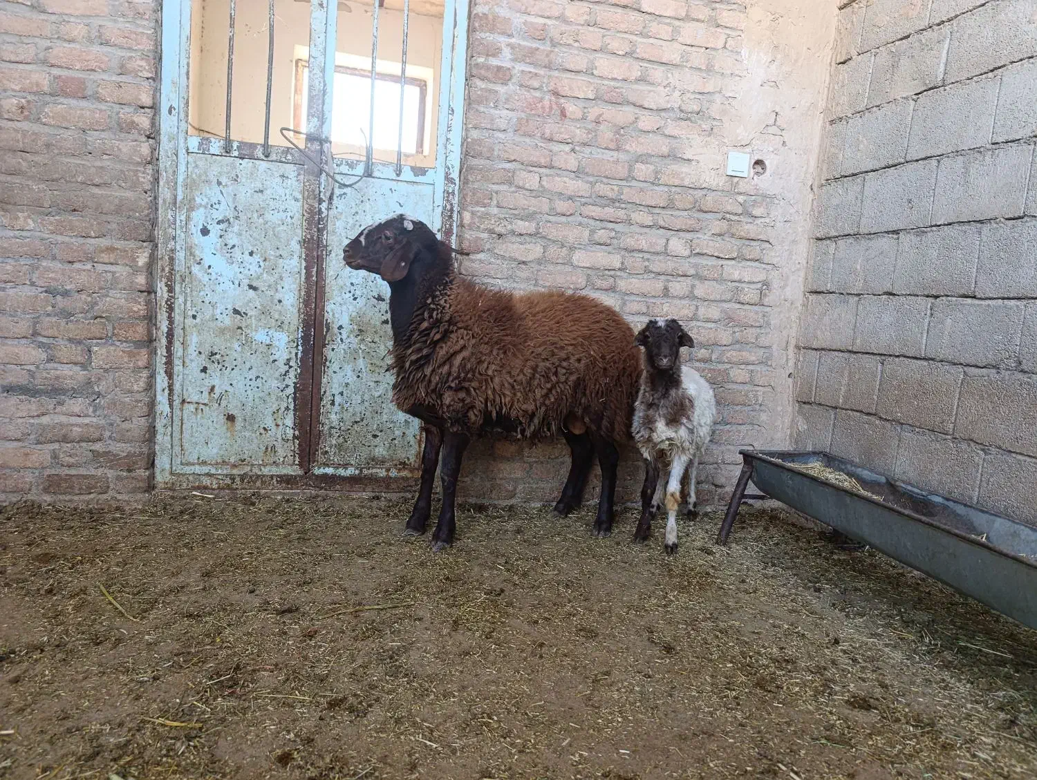 بره قوچ9ماهه همو|حیوانات مزرعه|دره شهر, |دیوار