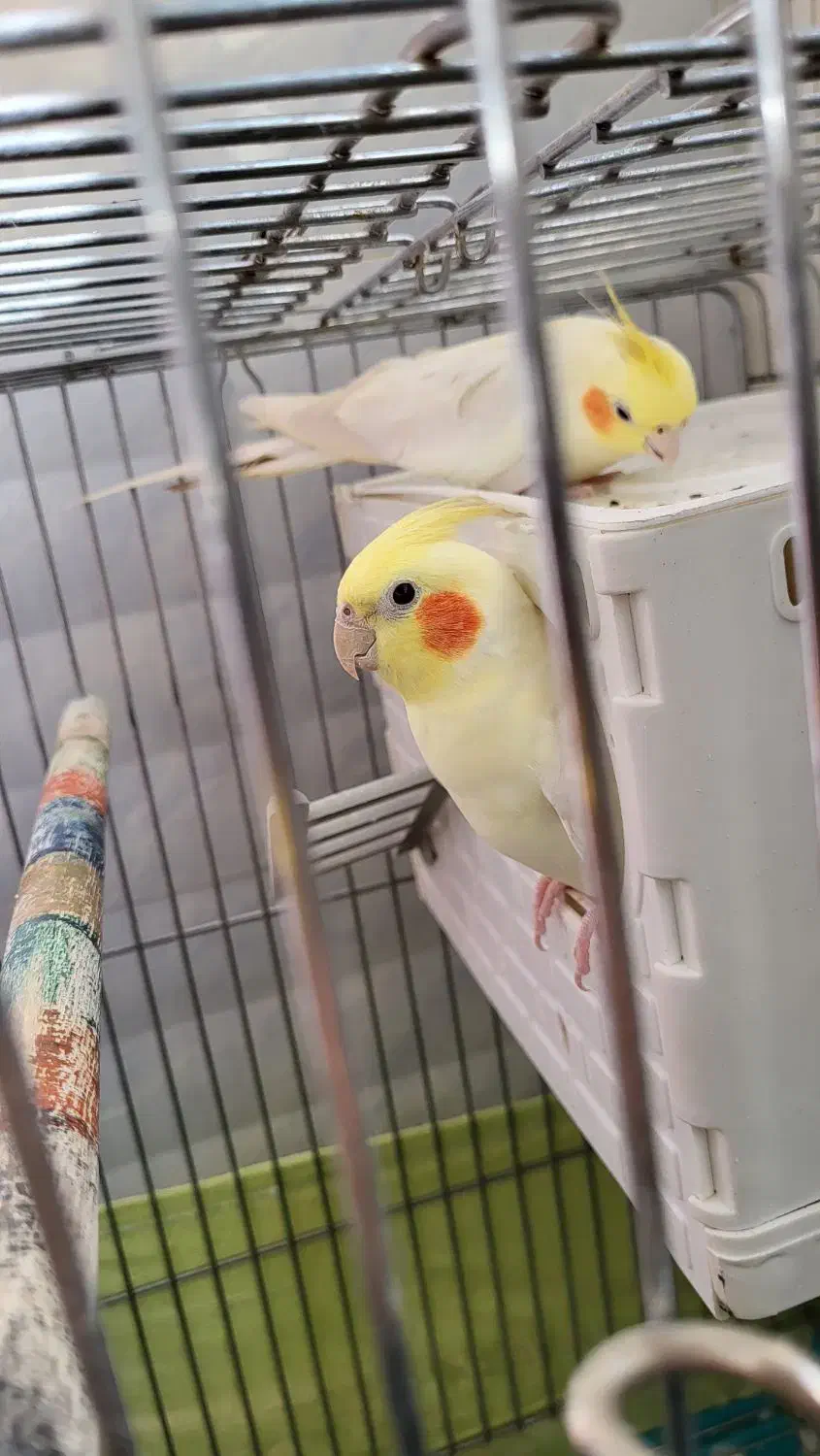 عروس هلندی یک جفت|پرنده|قم, پردیسان|دیوار