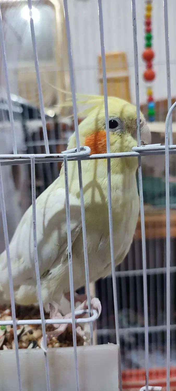 یک جفت عروس هلندی به همراه کلیه وسایل|پرنده|ابهر, |دیوار